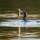 Kormoran am Weiher II