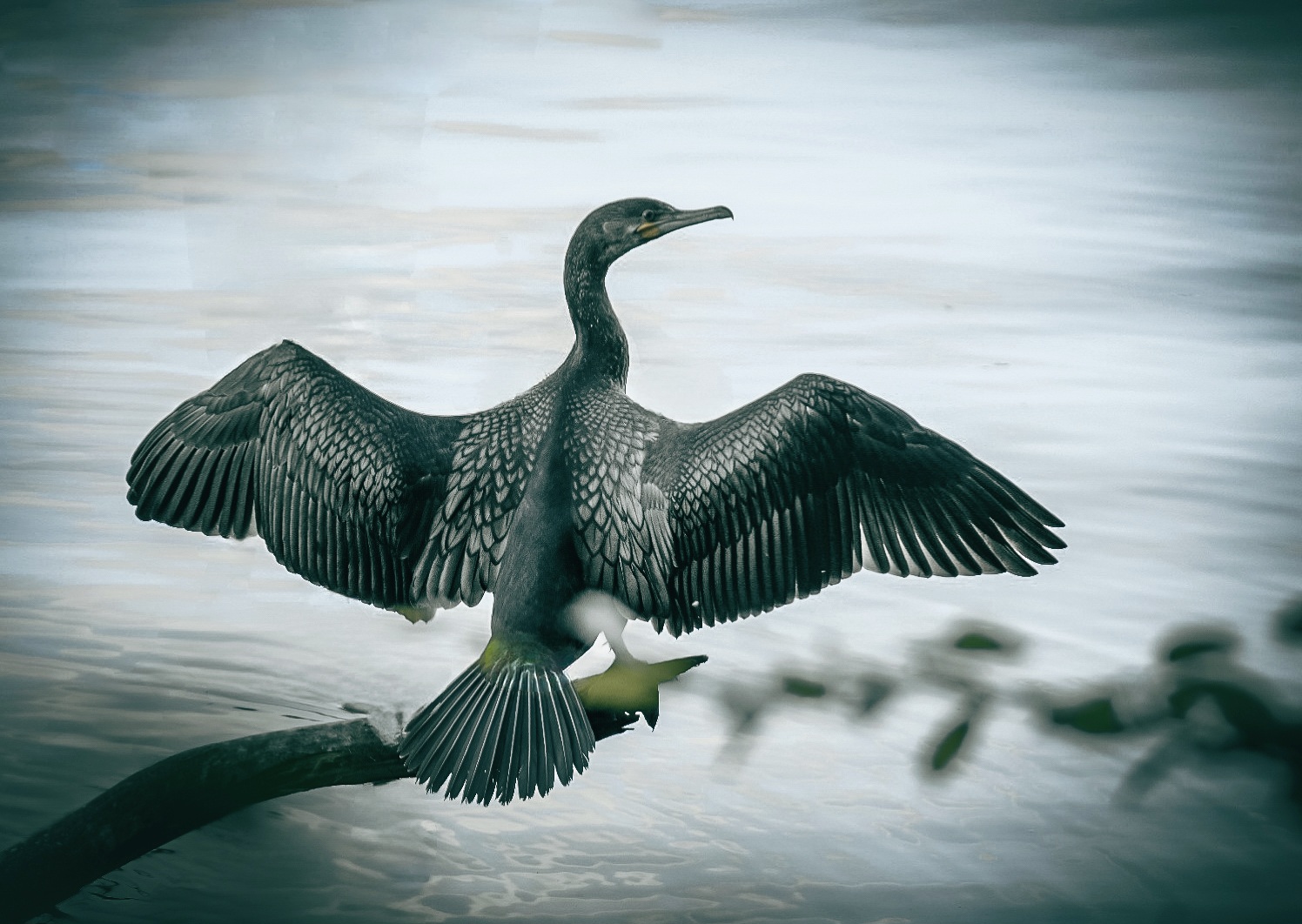 Kormoran am Wurlsee