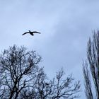 Kormoran am Zeuterner See