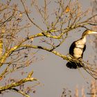 Kormoran am Zeuterner See