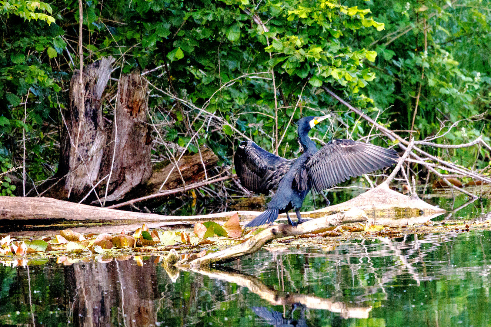 Kormoran am Zeuterner See