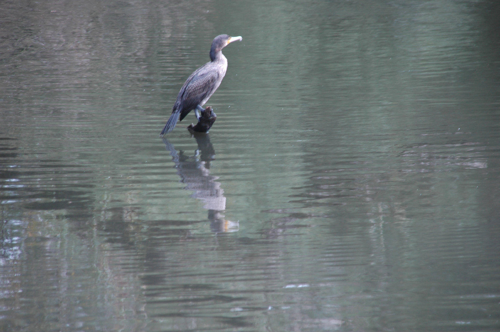 Kormoran am Ziegelteich in Bahrenfeld