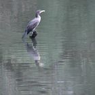 Kormoran am Ziegelteich in Bahrenfeld