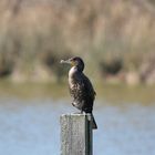 Kormoran - an den Klärteichen in Bedburg/Erft