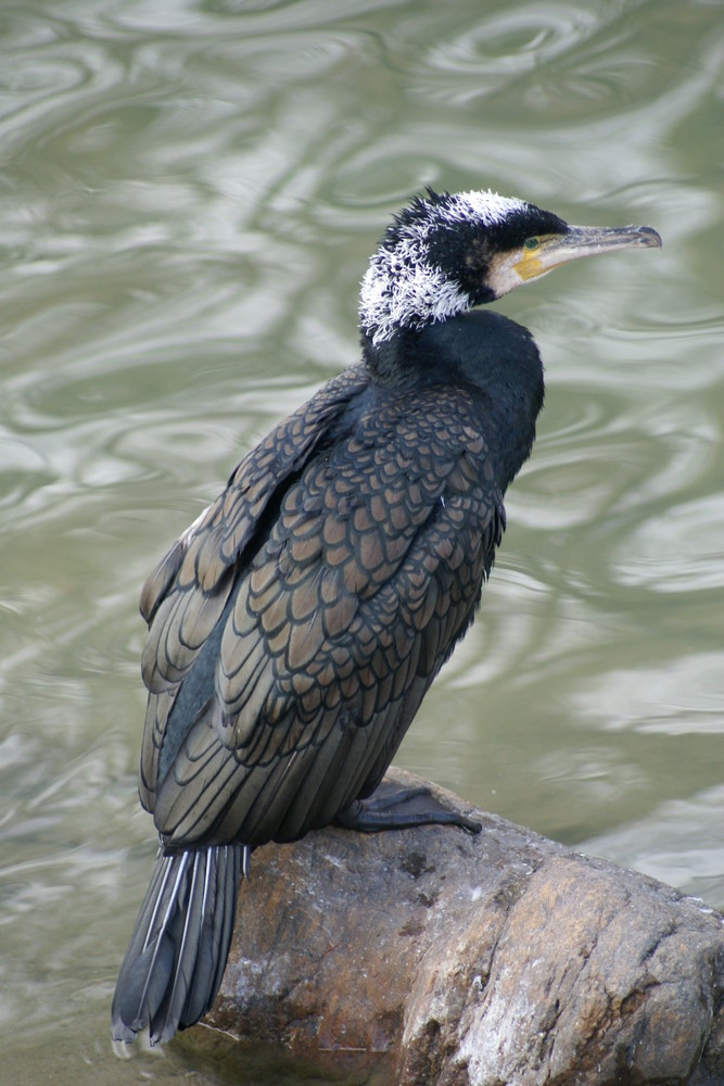 Kormoran an der Aare