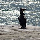 Kormoran an der Adria