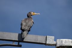 Kormoran an der Adria