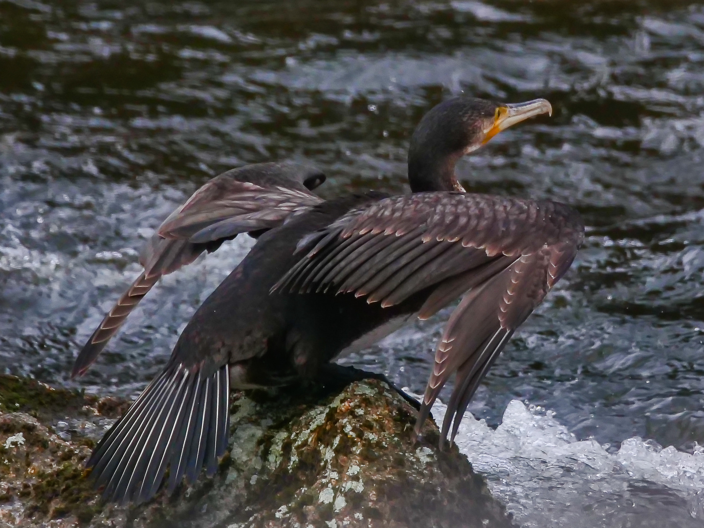 Kormoran an der Breg "ich heb gleich ab"