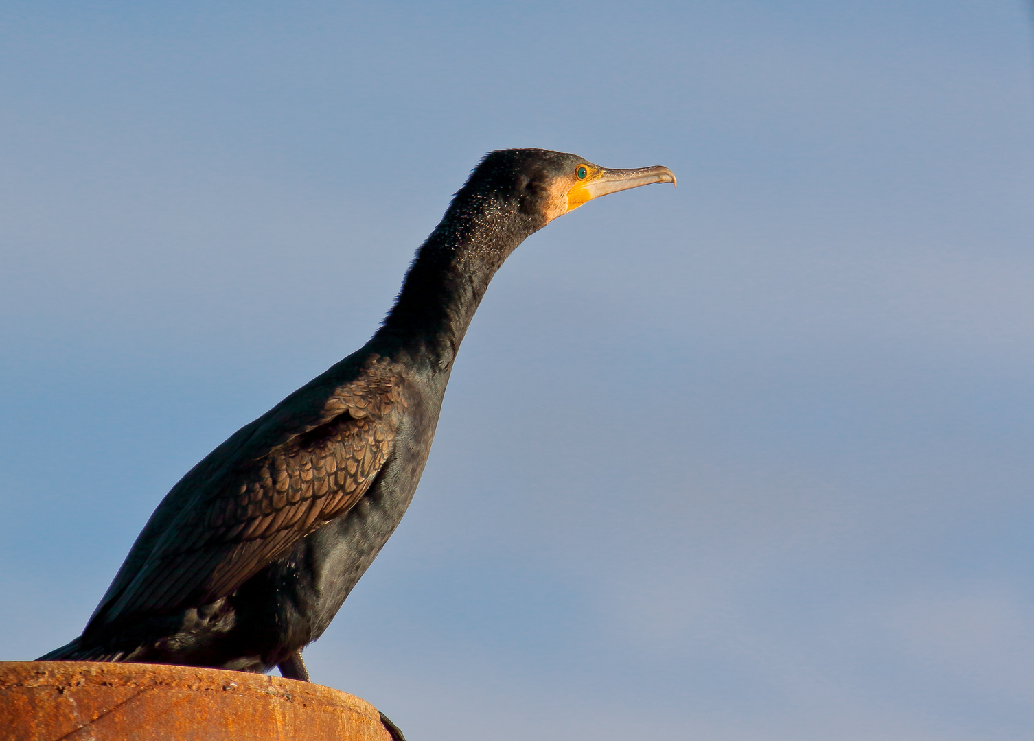 Kormoran an der Elbe