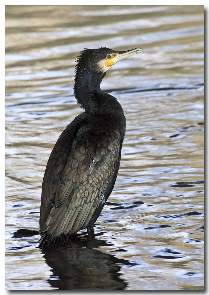 Kormoran an der Kinzig (Hanau)