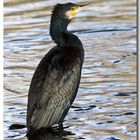 Kormoran an der Kinzig (Hanau)