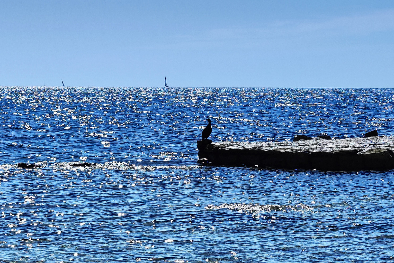 Kormoran an der Küste von Novigrad