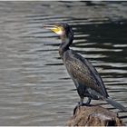 Kormoran an der Lahn