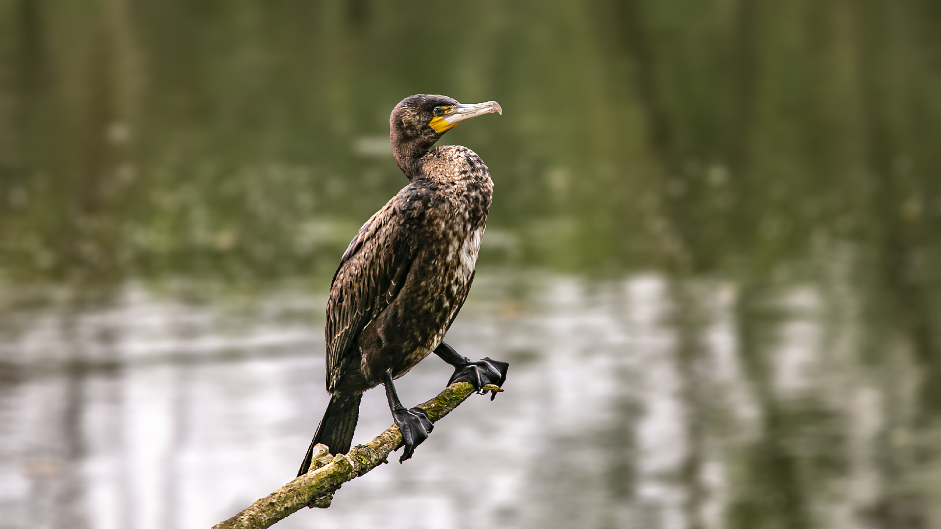 Kormoran an der Lippe