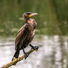 Kormoran an der Lippe