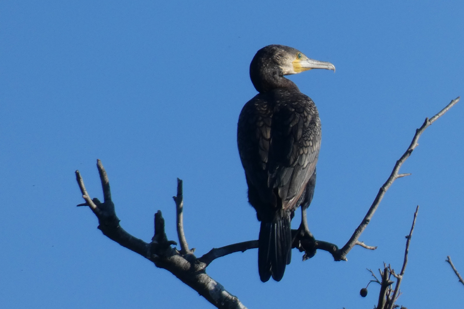 Kormoran an der LIppe