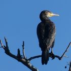 Kormoran an der LIppe