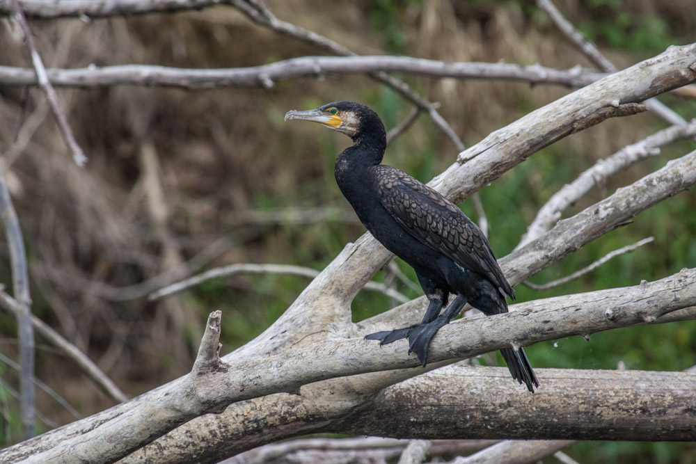 Kormoran an der Loire