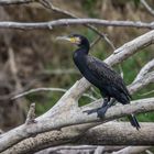 Kormoran an der Loire