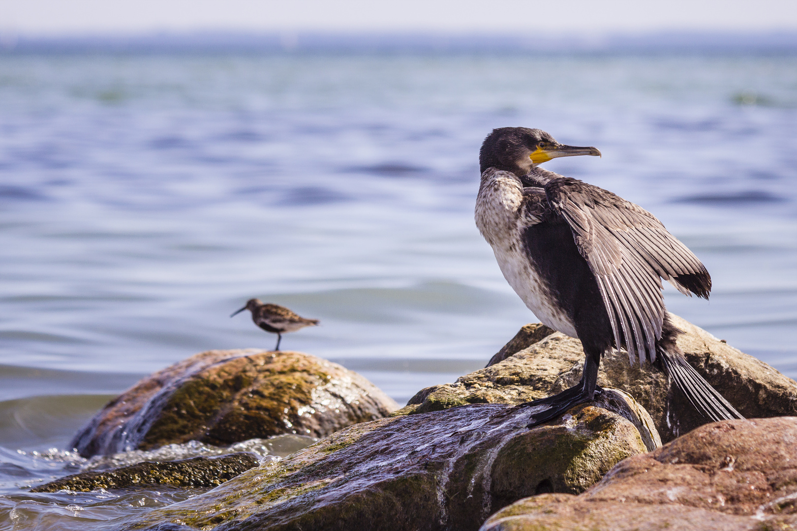 Kormoran an der Ostsee