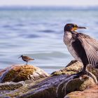 Kormoran an der Ostsee