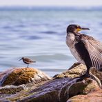 Kormoran an der Ostsee