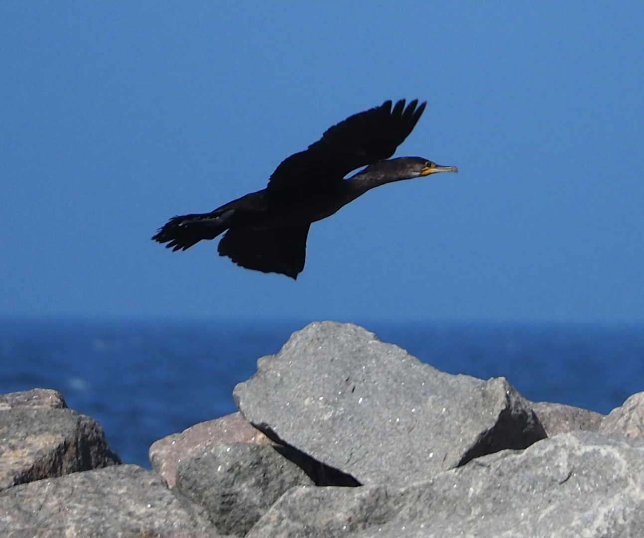 Kormoran an der Ostsee 