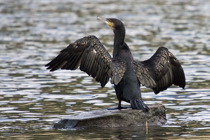 Kormoran an der Ruhr