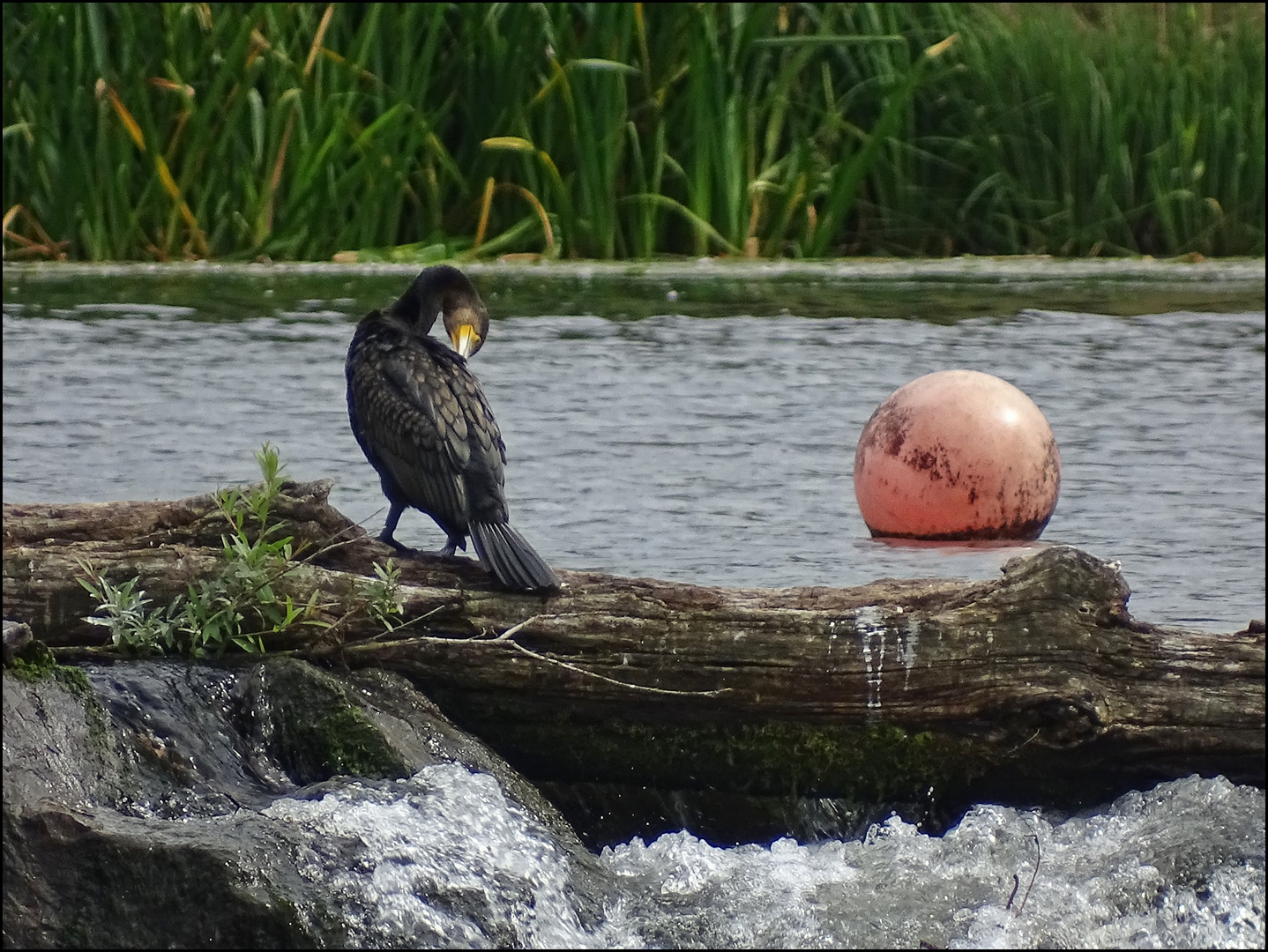 Kormoran an der Ruhr