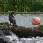 Kormoran an der Ruhr