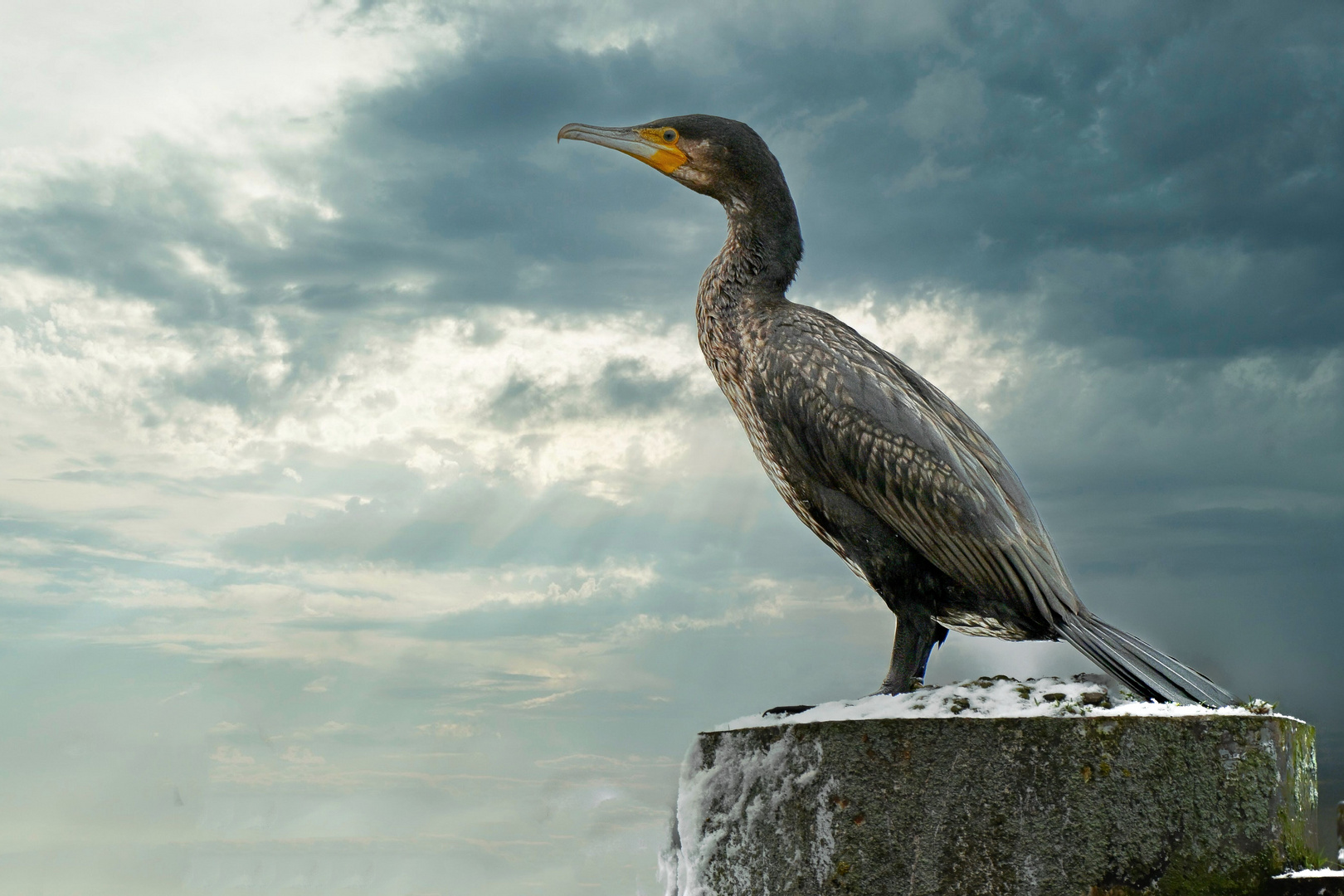 Kormoran an der Schleuse von Geesthacht