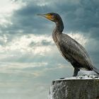 Kormoran an der Schleuse von Geesthacht