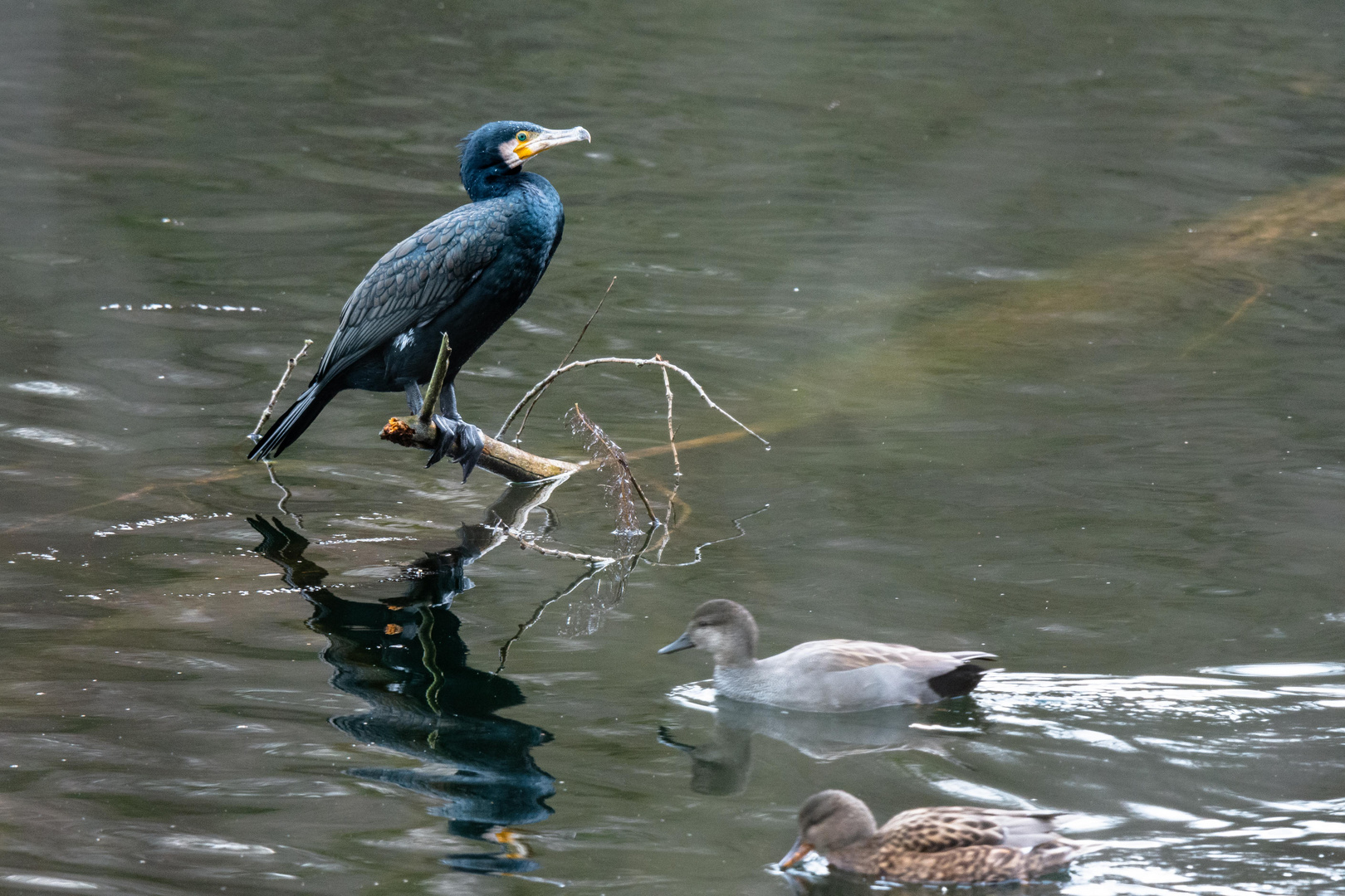 Kormoran an Enten