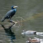 Kormoran an Enten