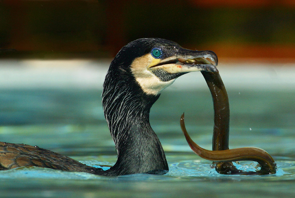 Kormoran auf Aalfang