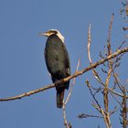 Kormoran auf Ast