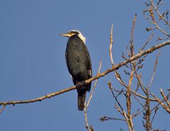 Kormoran auf Ast