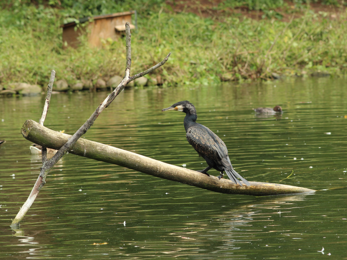 Kormoran auf Aussichtsposten..