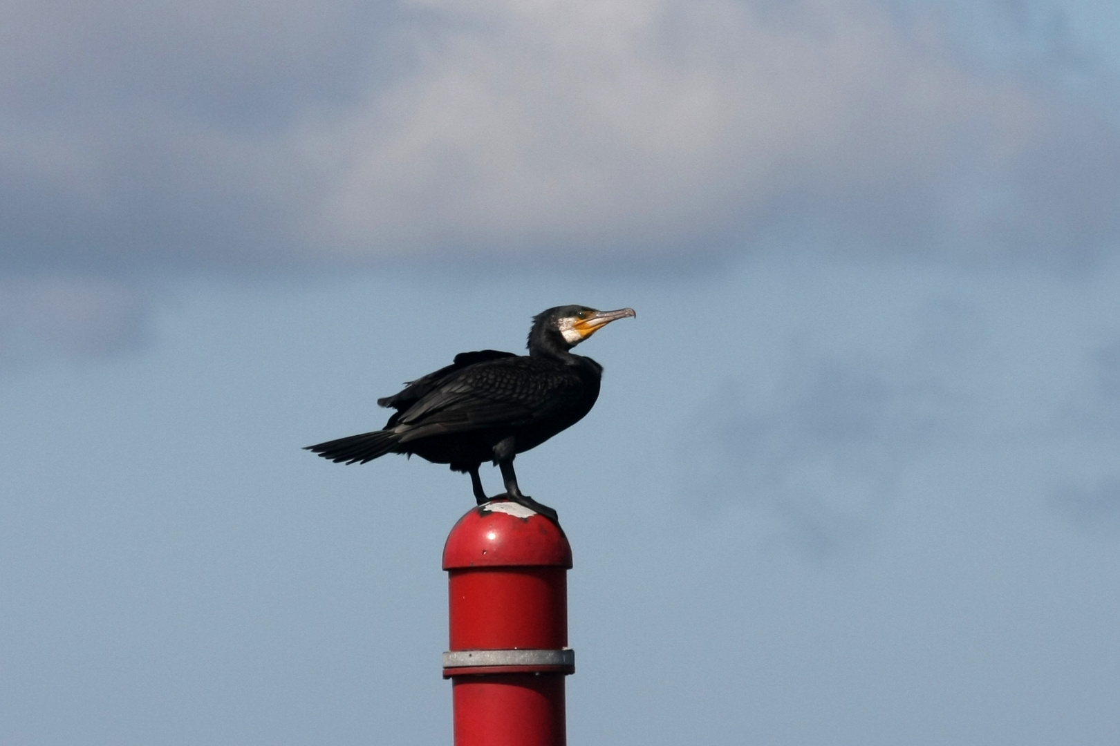 Kormoran auf Beobachtungsposten