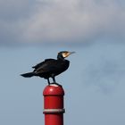 Kormoran auf Beobachtungsposten