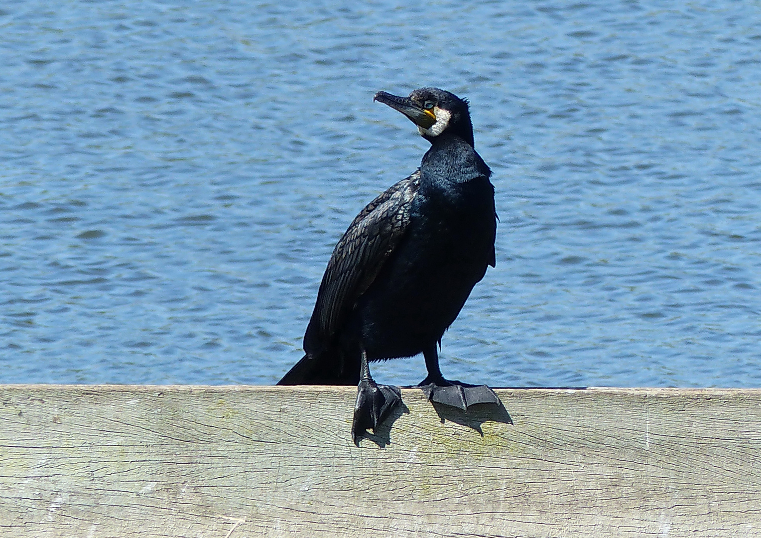 Kormoran auf Brautschau 