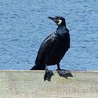 Kormoran auf Brautschau 