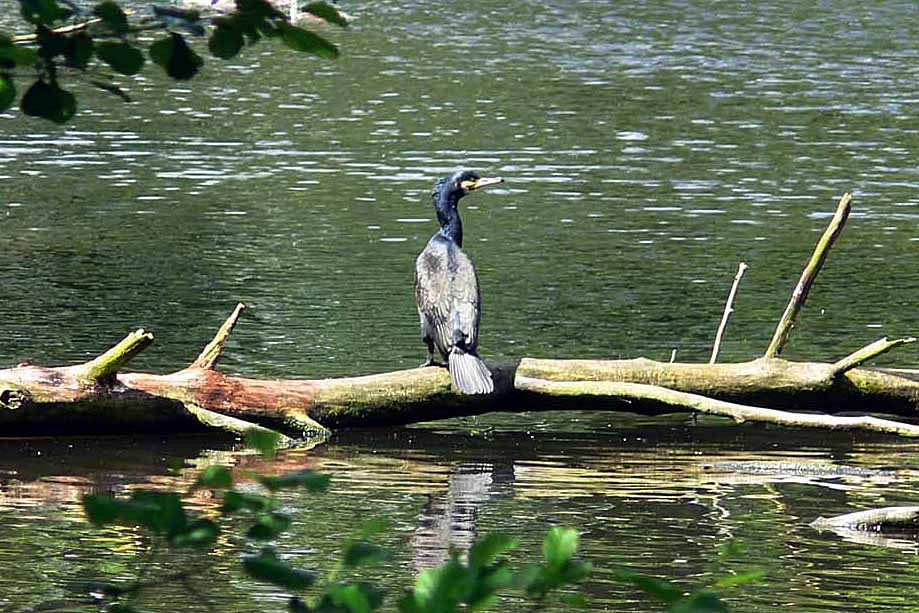 Kormoran - auf das Vorbeiziehen eines Fisches wartend