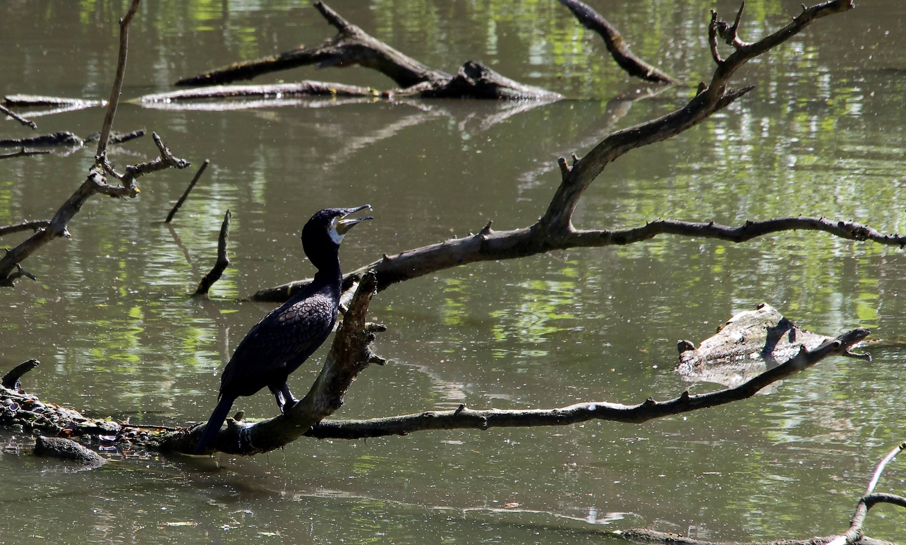 Kormoran auf dem alten Neckar