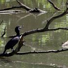 Kormoran auf dem alten Neckar