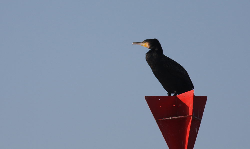 Kormoran auf dem Aussichtsturm