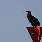 Kormoran auf dem Aussichtsturm