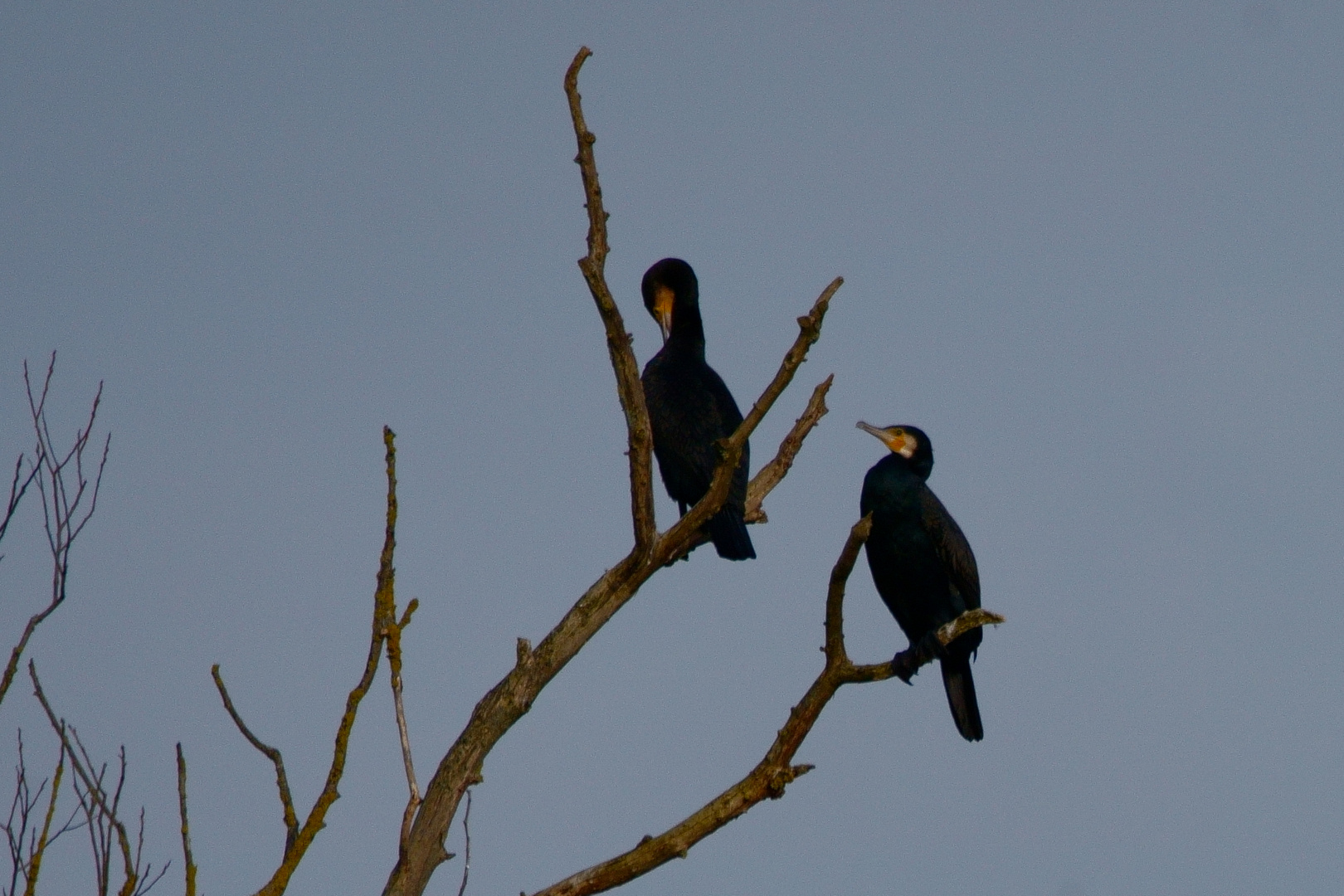 Kormoran auf dem Baum