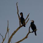 Kormoran auf dem Baum