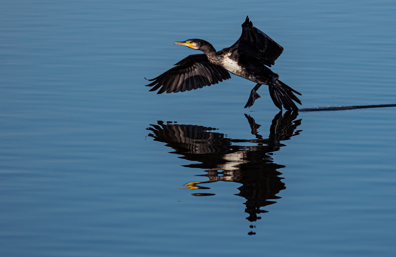 Kormoran  auf dem Blankensee            